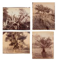 A group of four photographs ( Cactus [Nice], before 1900 ; Pommiers [et blés] , 1910 or earlier; Sapin ([Petit] Trianon , 1910 or earlier; Palmier , before 1900)