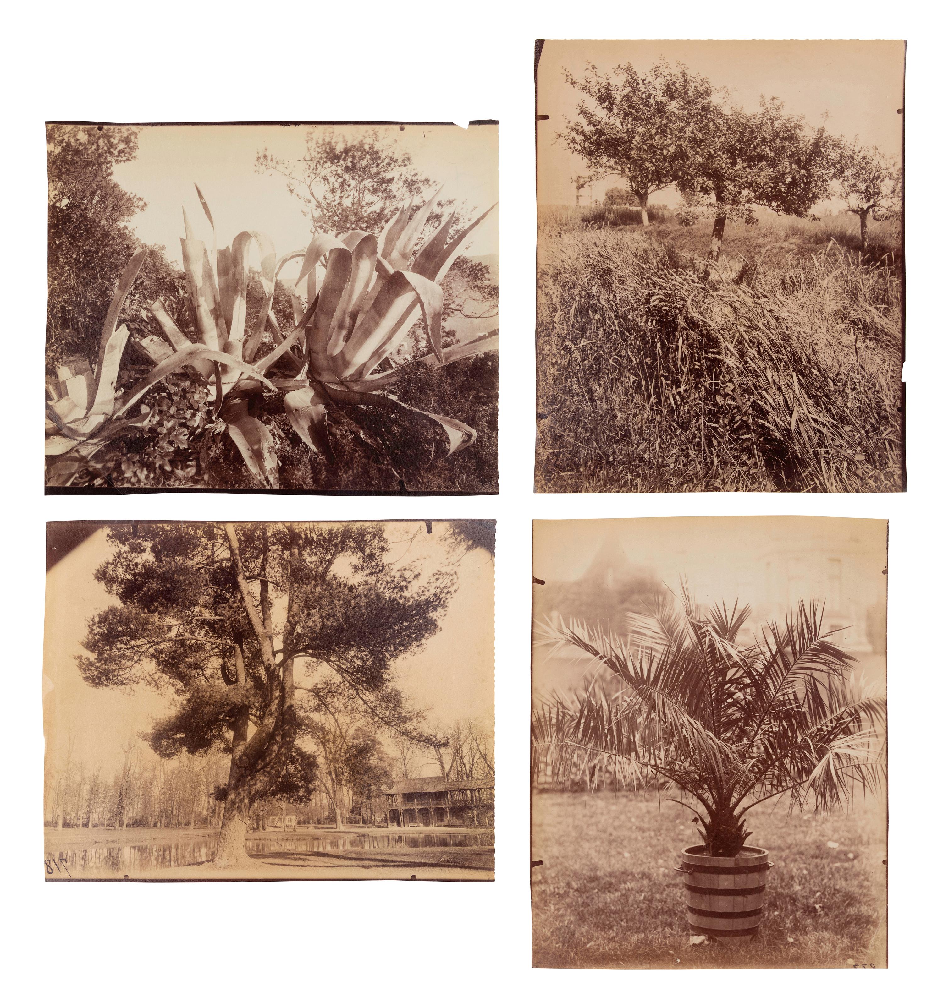 A group of four photographs ( Cactus [Nice], before 1900 ; Pommiers [et blés] , 1910 or earlier; Sapin ([Petit] Trianon , 1910 or earlier; Palmier , before 1900)