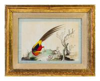 Seven Chinese Export Ornithological Scenes on Pith