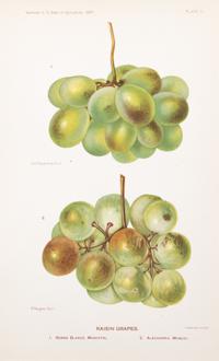 (BOTANY) US DEPARTMENT OF AGRICULTURE. A group of 20 chromolitho. plates of fruit and nuts.