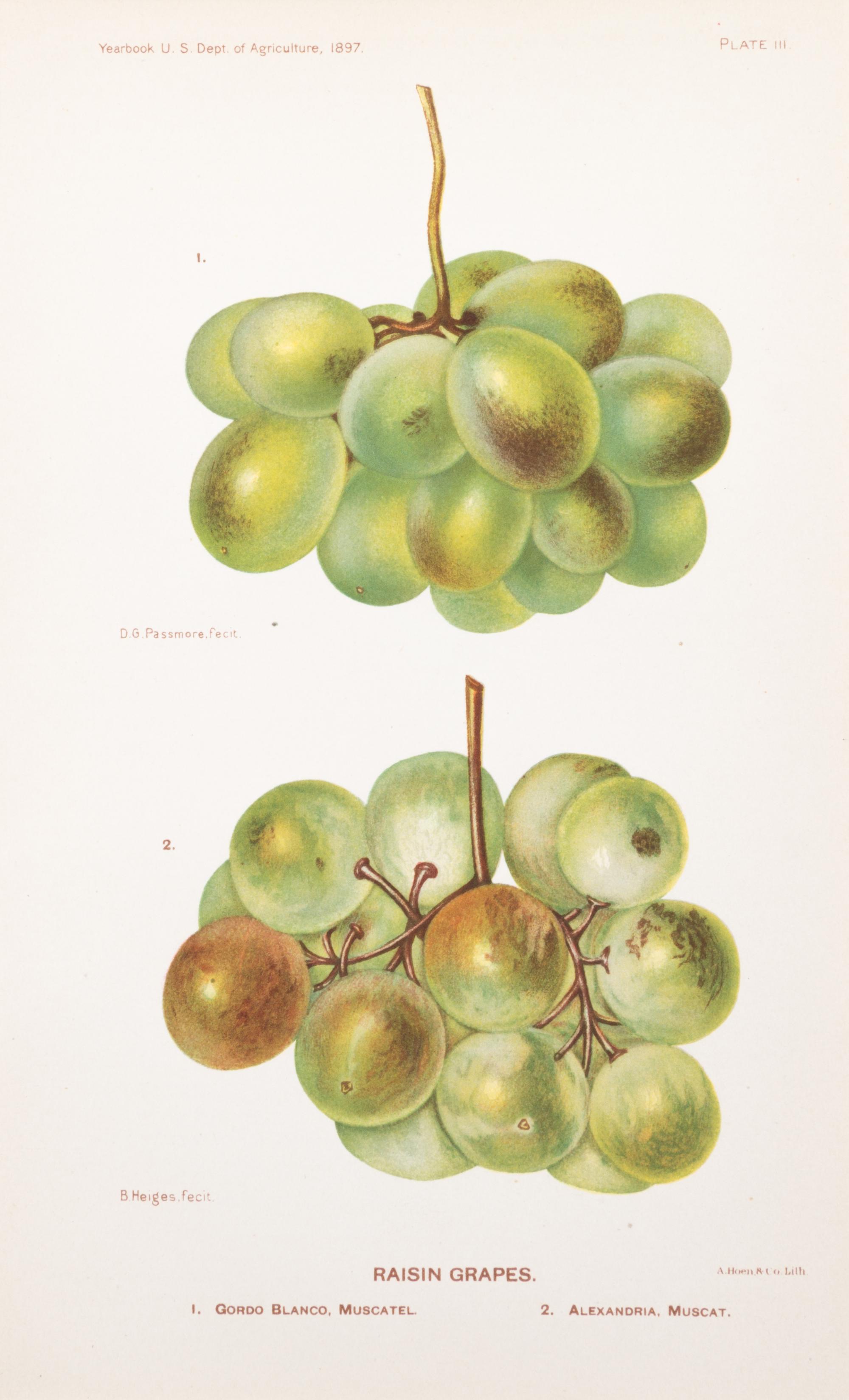 (BOTANY) US DEPARTMENT OF AGRICULTURE. A group of 20 chromolitho. plates of fruit and nuts.
