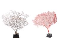 A Black Coral Branch Specimen and Red Coral Specimen