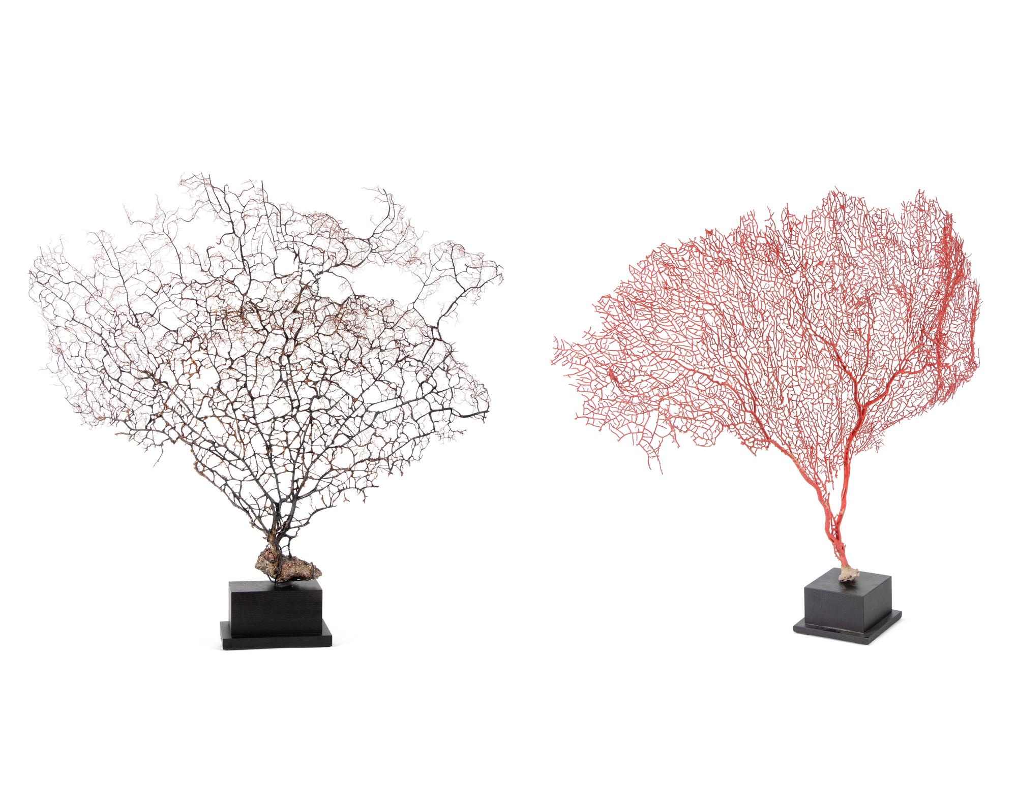 A Black Coral Branch Specimen and Red Coral Specimen