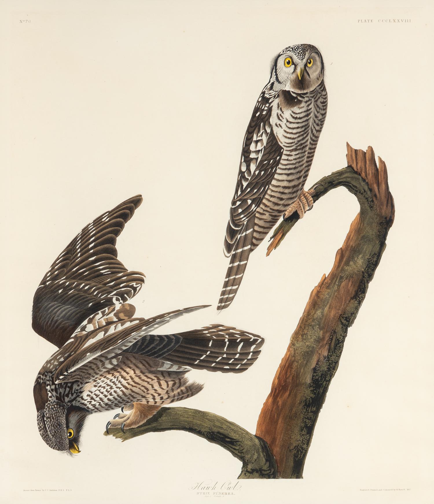 AUDUBON, John James (1785-1851). Hawk Owl (Plate CCCLXXVIII) Strix funerea