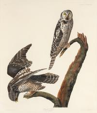 AUDUBON, John James (1785-1851). Hawk Owl (Plate CCCLXXVIII) Strix funerea