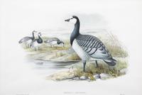 Six Framed Ornithological Color Engravings Image area 13 1/2 x 19 5/8 inches. — 19TH CENTURY