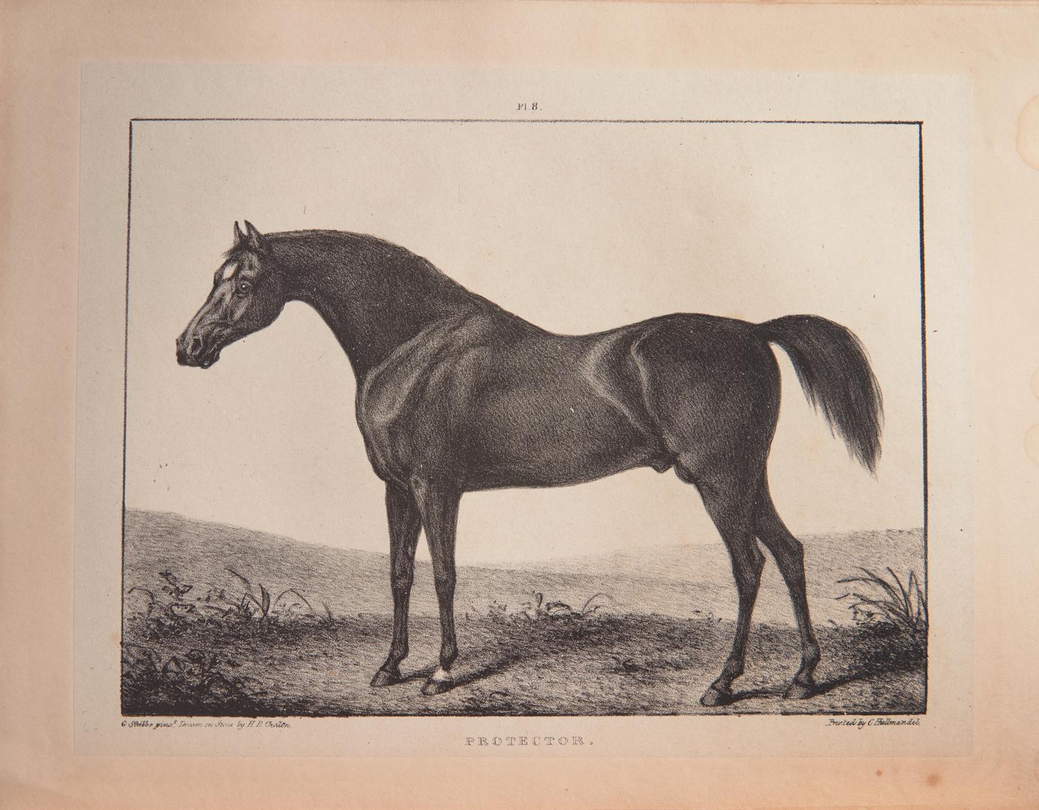 [Sporting] (Broadhurst, J., and George Stubbs). A Comparative View of the Form and Character of the English Racer and Saddle-Horse During the Last and Present Centuries