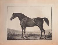 [Sporting] (Broadhurst, J., and George Stubbs). A Comparative View of the Form and Character of the English Racer and Saddle-Horse During the Last and Present Centuries