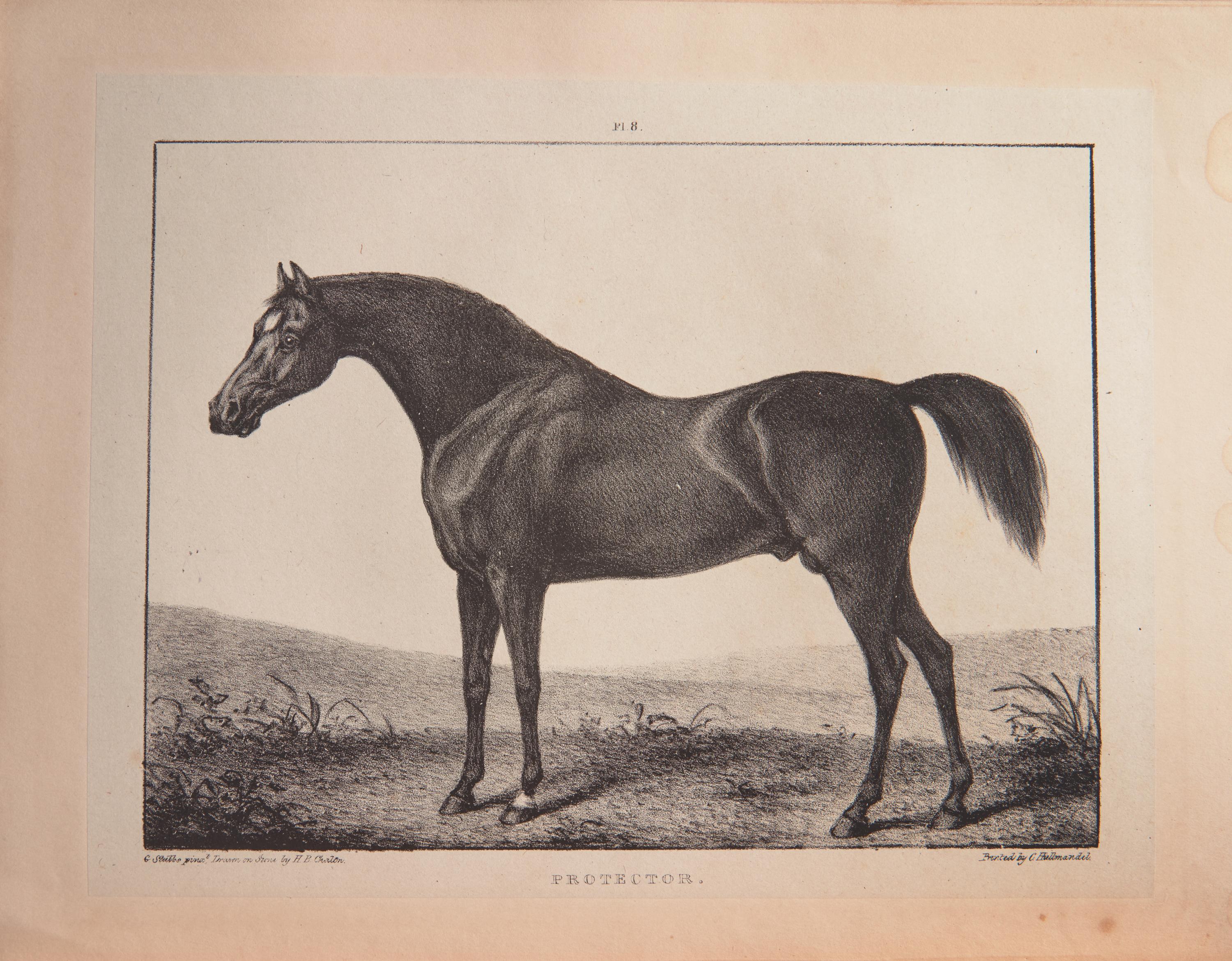 [Sporting] (Broadhurst, J., and George Stubbs). A Comparative View of the Form and Character of the English Racer and Saddle-Horse During the Last and Present Centuries