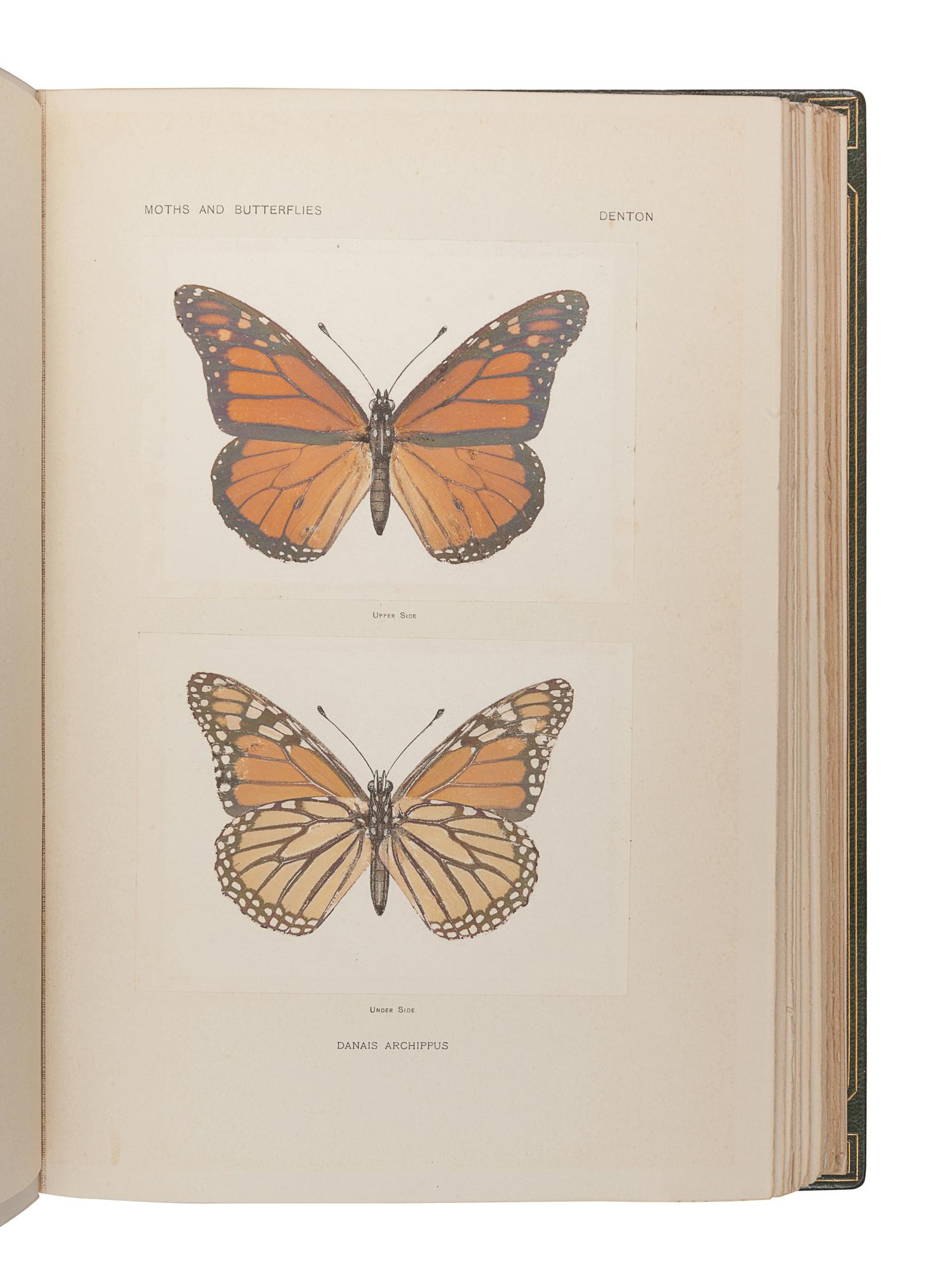 DENTON, Sherman Foote (1856-1937). As Nature Shows Them: Moths and Butterflies East of the Rocky Mountains. Boston: Bardlee Whidden, 1900.