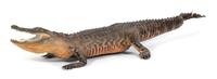 A Taxidermy Alligator Length 8 feet 5 inches.