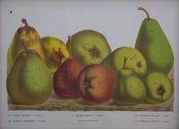 A Collection of Eight Chromolithographs of Pears 9 1/2 x 13 inches.
