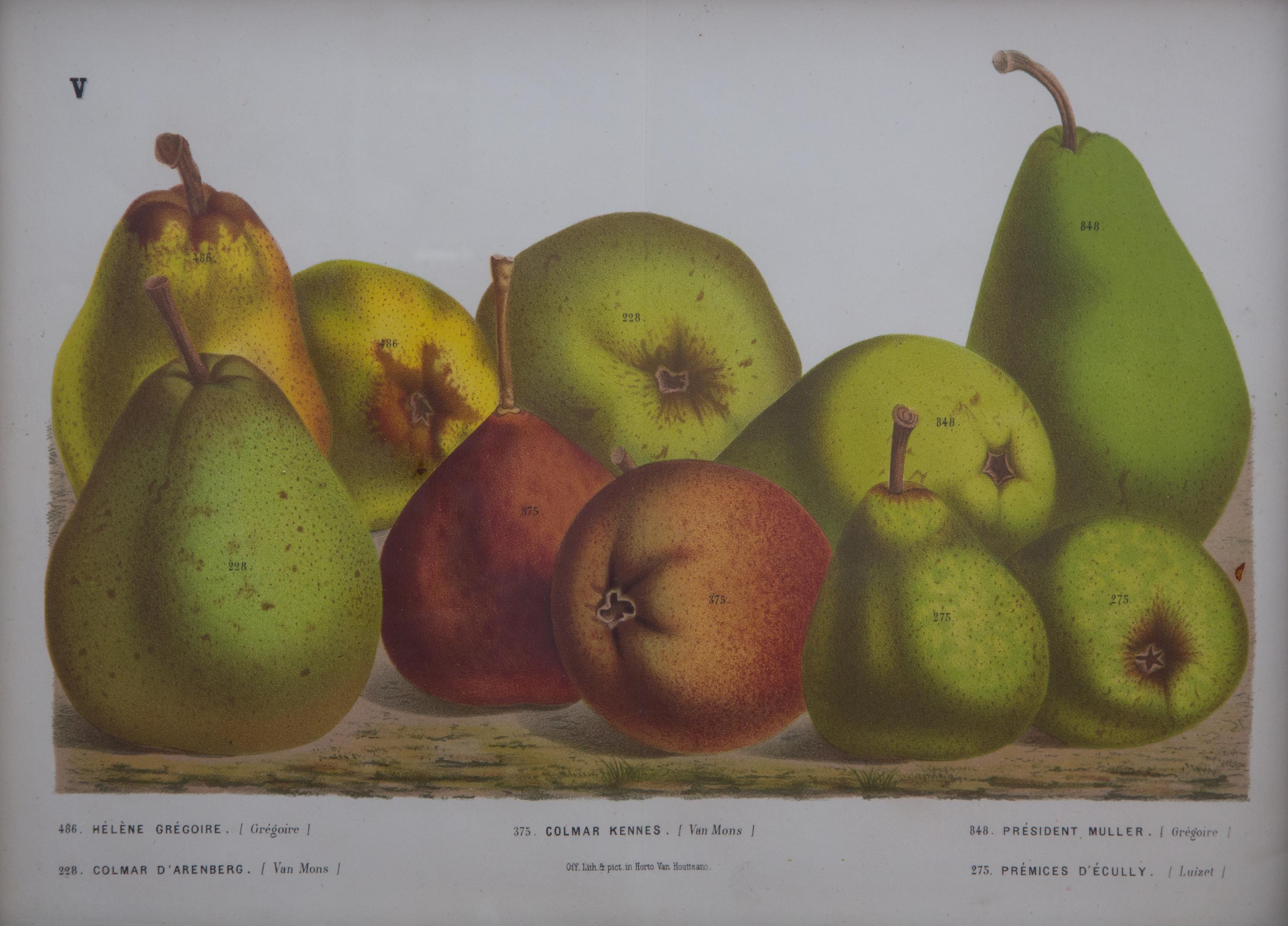 A Collection of Eight Chromolithographs of Pears 9 1/2 x 13 inches.
