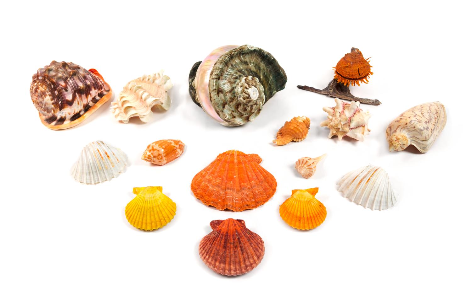 A Collection of Fifteen Seashells Width of widest 4 inches.