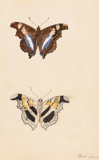 A Collection of Nine Framed Watercolors of Butterflies