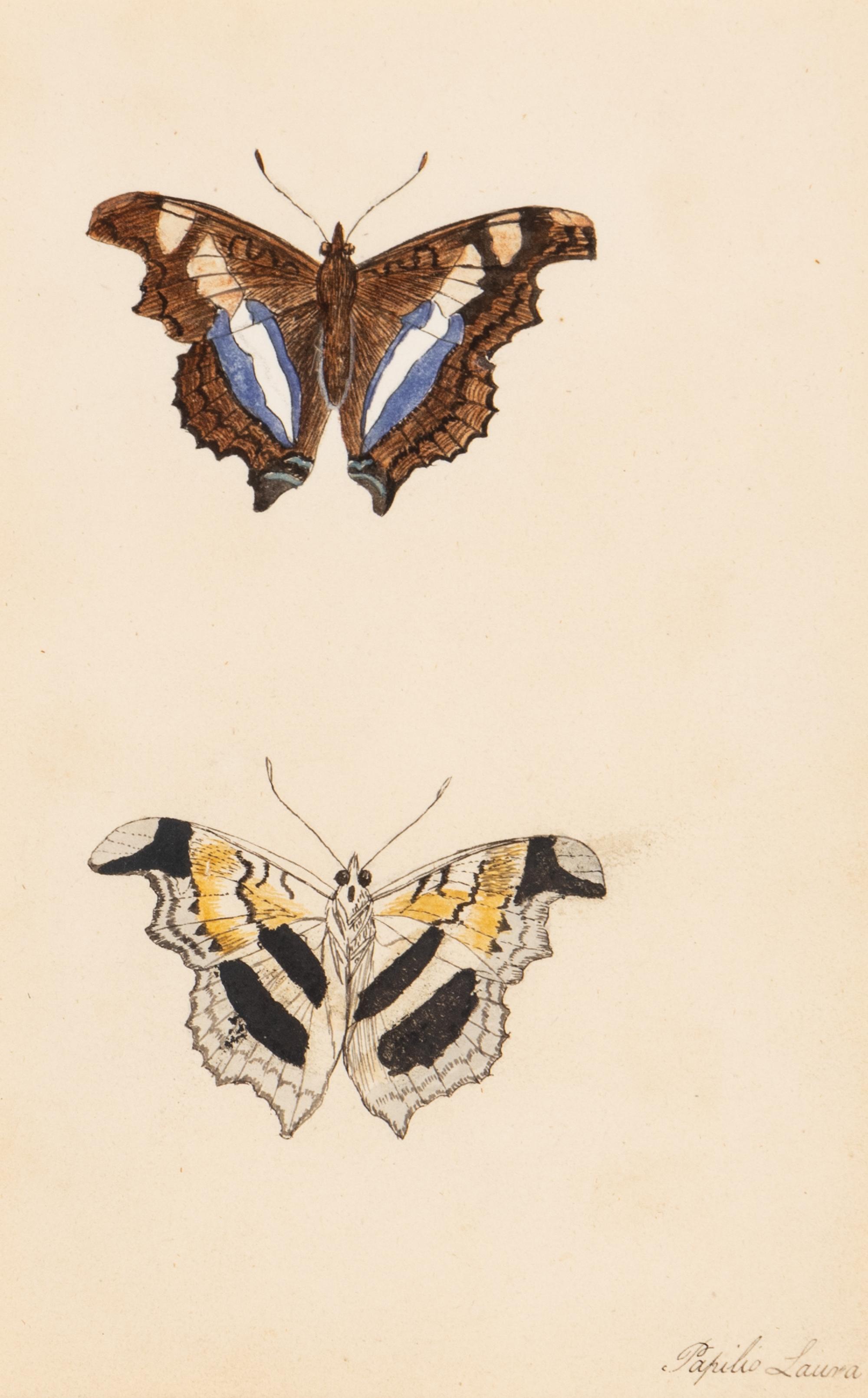 A Collection of Nine Framed Watercolors of Butterflies