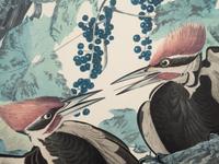 AUDUBON, John James (1785-1851).