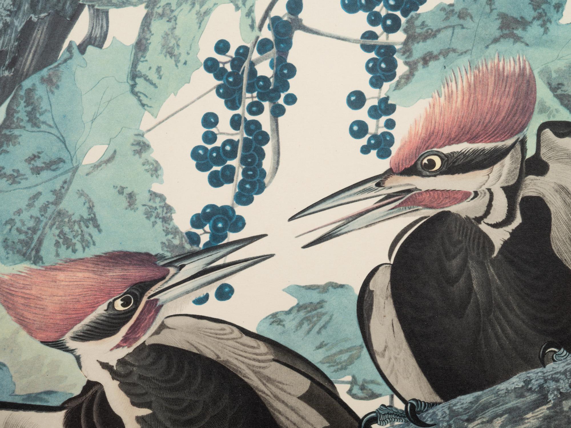 AUDUBON, John James (1785-1851).