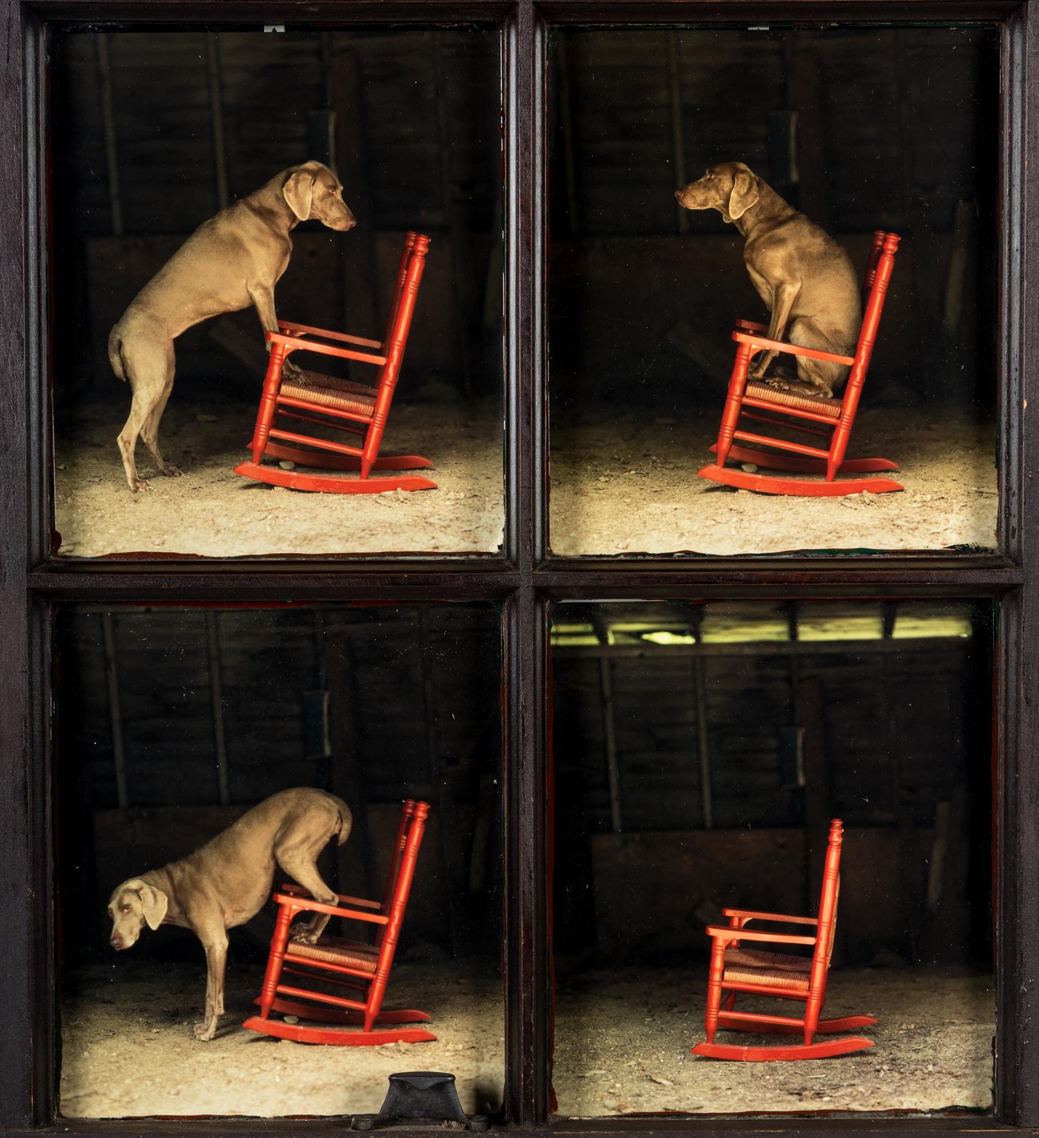 William Wegman (born 1946) Red Rocker, 2010