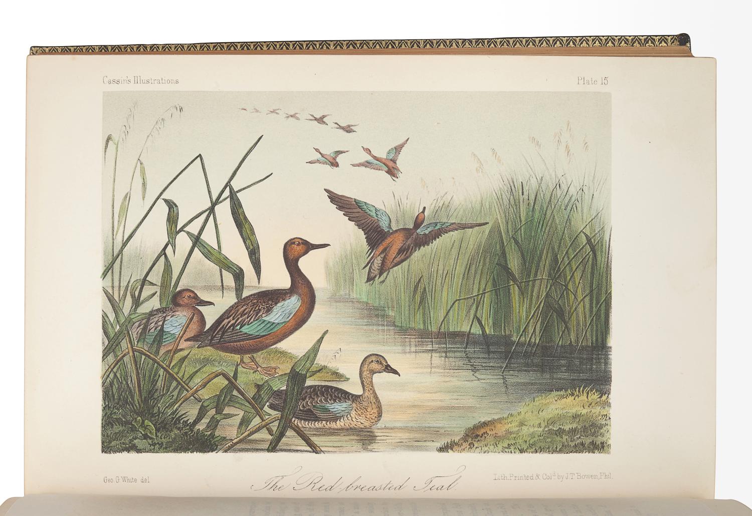 CASSIN, John (1813-1869). Illustrations of the Birds of California, Texas, Oregon, British and Russian America. Philadelphia: J.B. Lippincott & Co., 1853-1856.