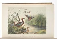 CASSIN, John (1813-1869). Illustrations of the Birds of California, Texas, Oregon, British and Russian America. Philadelphia: J.B. Lippincott & Co., 1853-1856.
