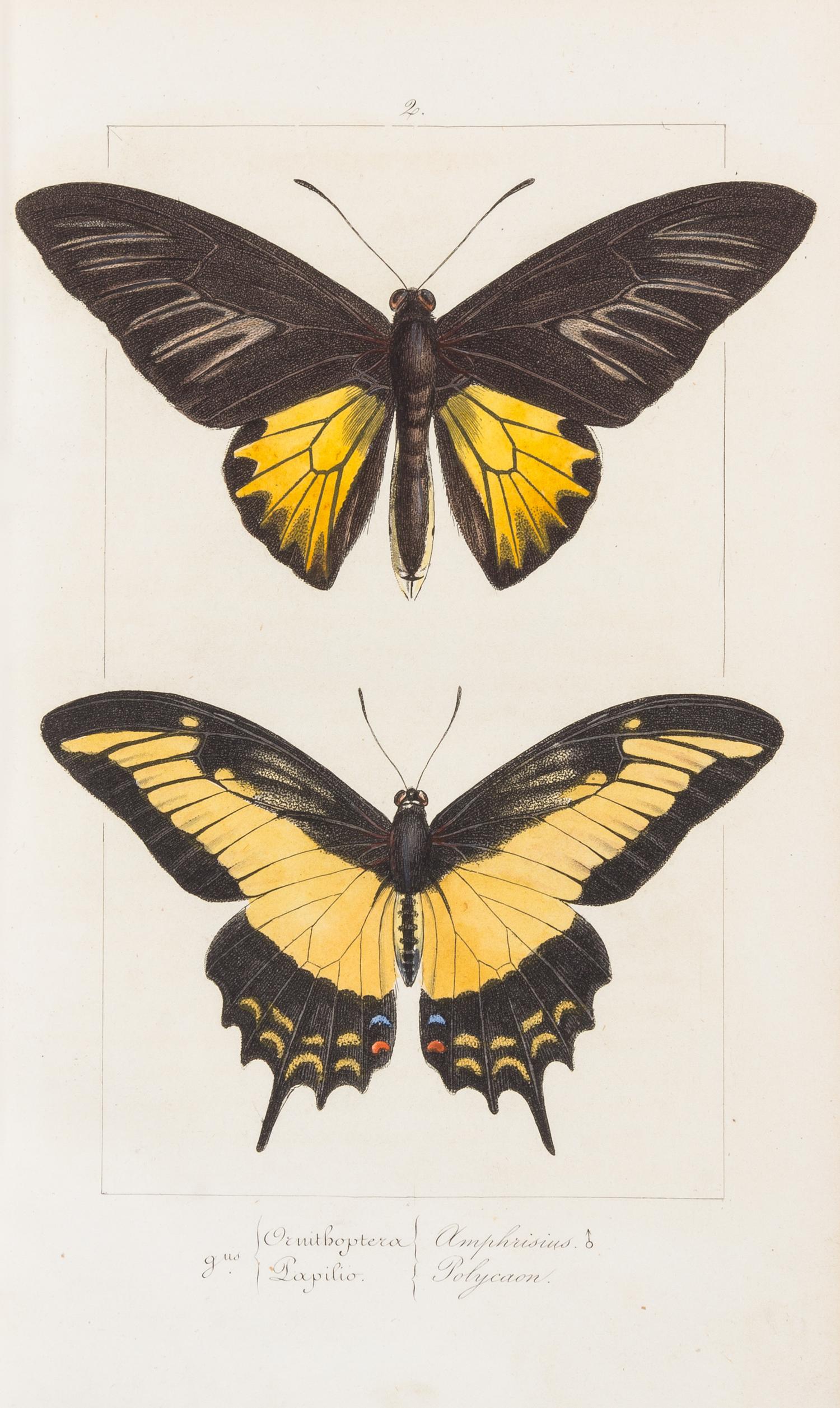 LUCAS, Pierre Hippolyte (1814-1899). Histoire Naturelle des Lépidoptères Exotiques. Paris: Pauquet, 1835.