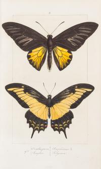 LUCAS, Pierre Hippolyte (1814-1899). Histoire Naturelle des Lépidoptères Exotiques. Paris: Pauquet, 1835.