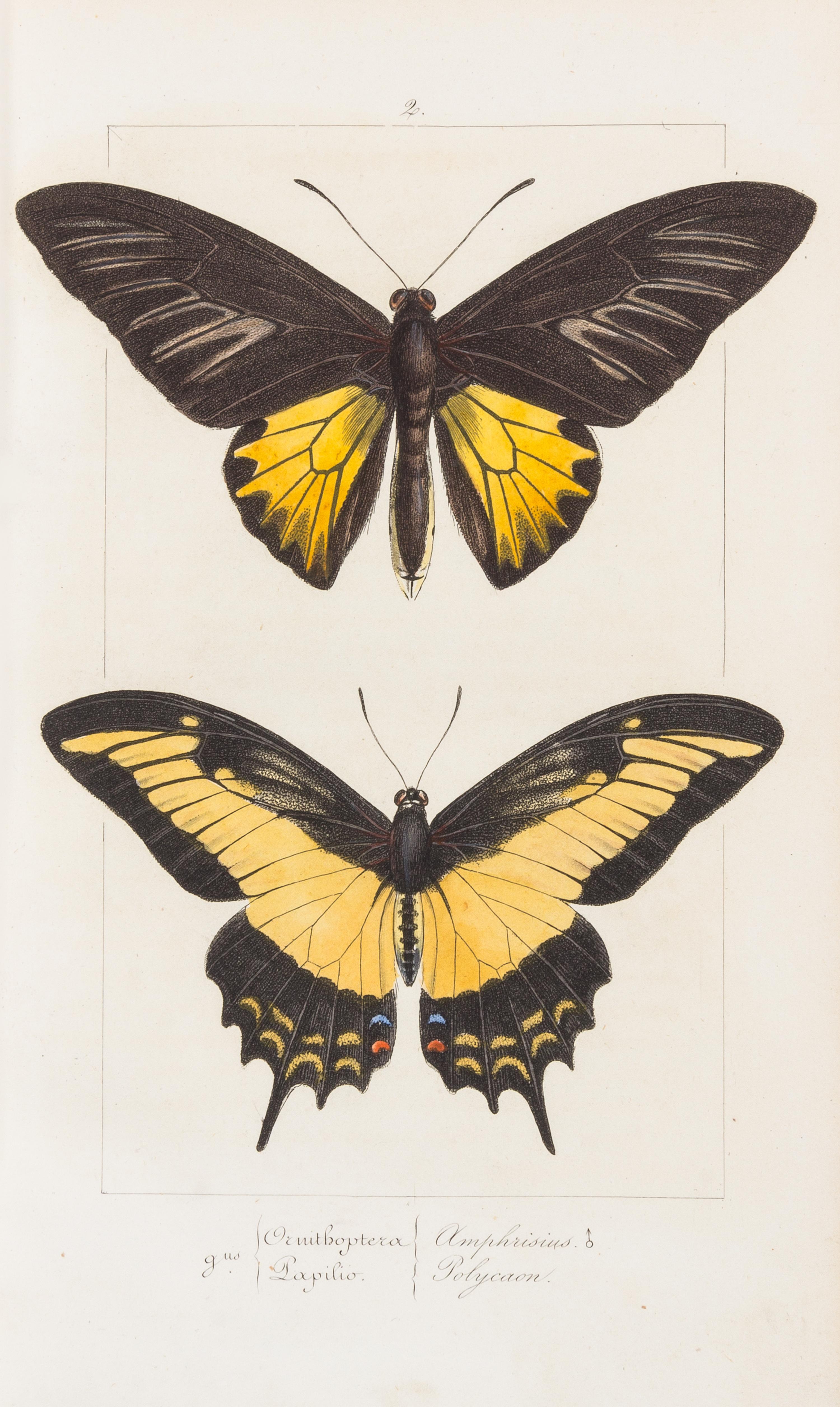 LUCAS, Pierre Hippolyte (1814-1899). Histoire Naturelle des Lépidoptères Exotiques. Paris: Pauquet, 1835.