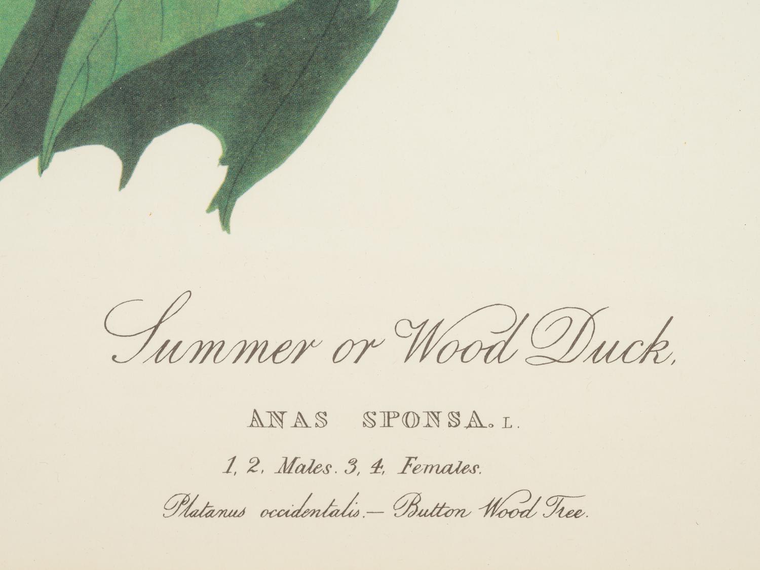 AUDUBON, John James (1785-1851). .