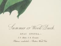 AUDUBON, John James (1785-1851). .