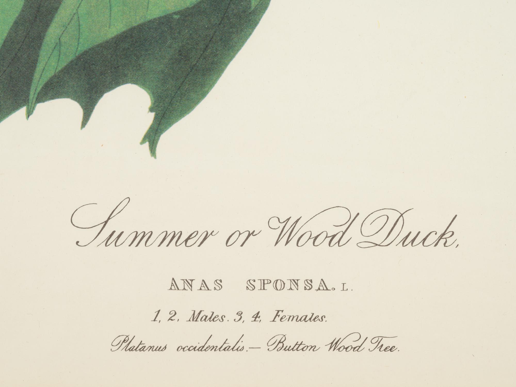 AUDUBON, John James (1785-1851). .