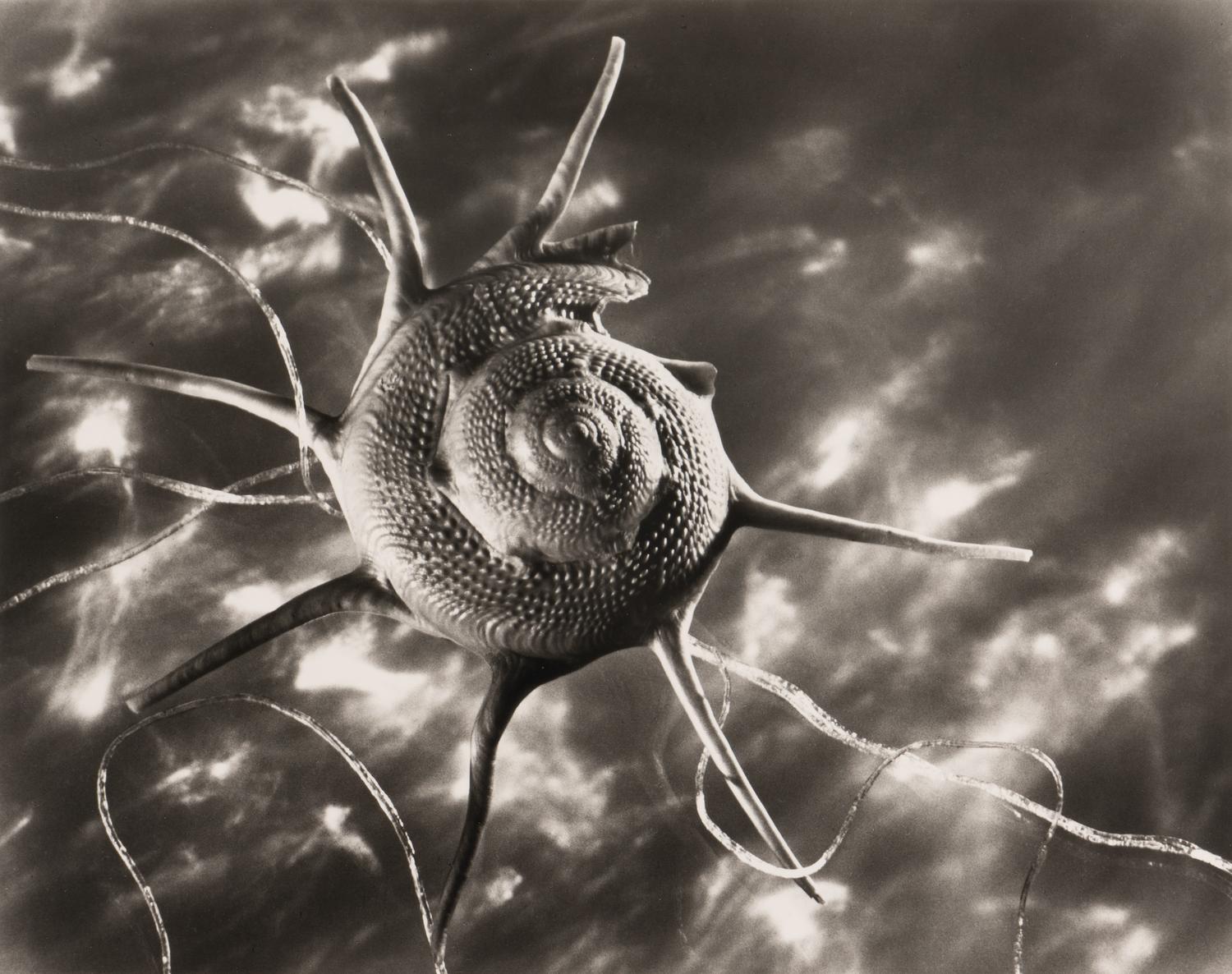 Ruth Bernhard Starshell, 1943