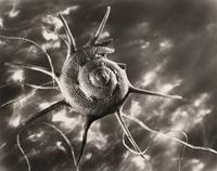 Ruth Bernhard Starshell, 1943