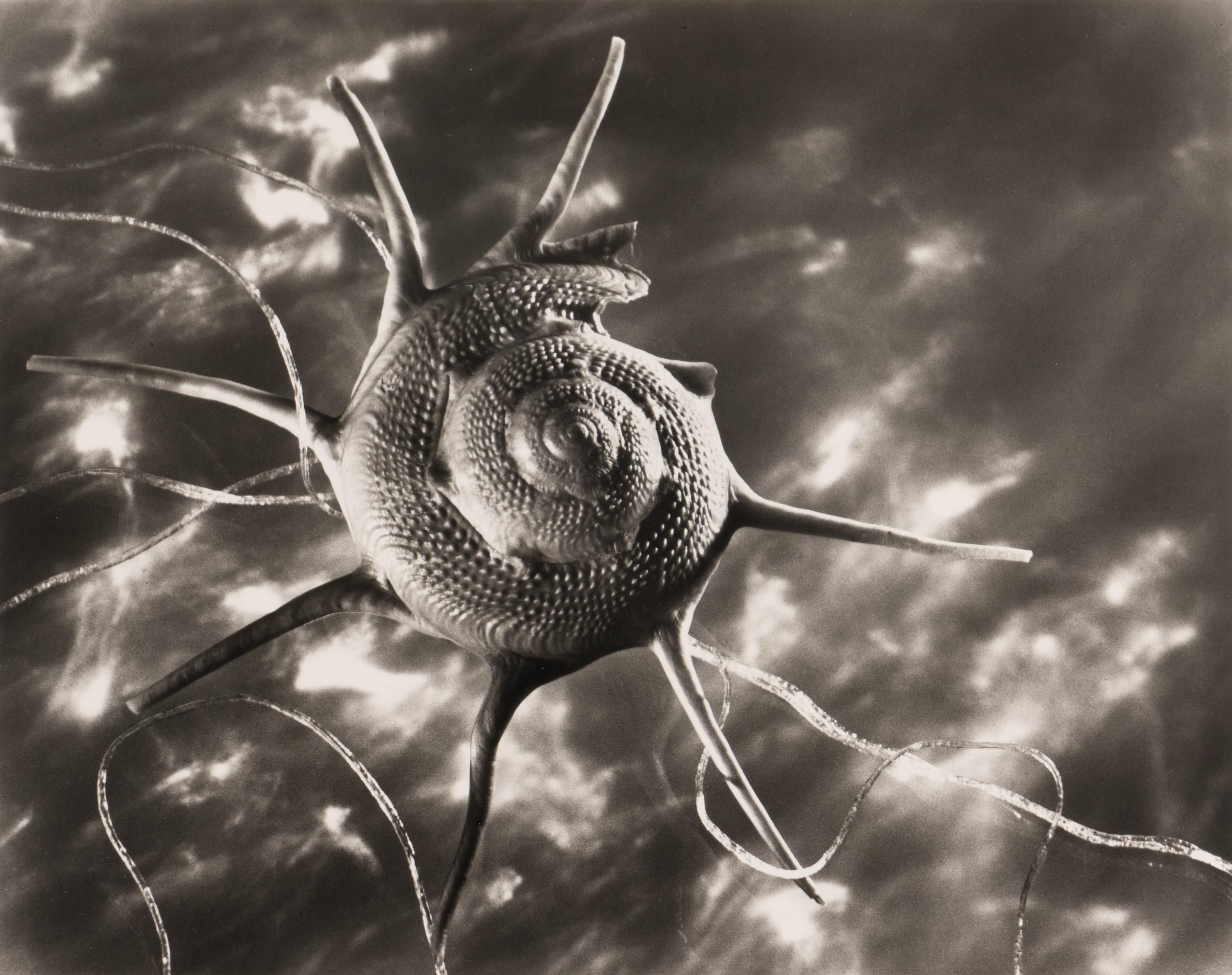 Ruth Bernhard Starshell, 1943