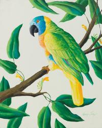 Amazon Parrot