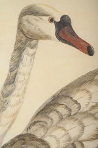 Peter Mazell (Irish, 1733-1808)