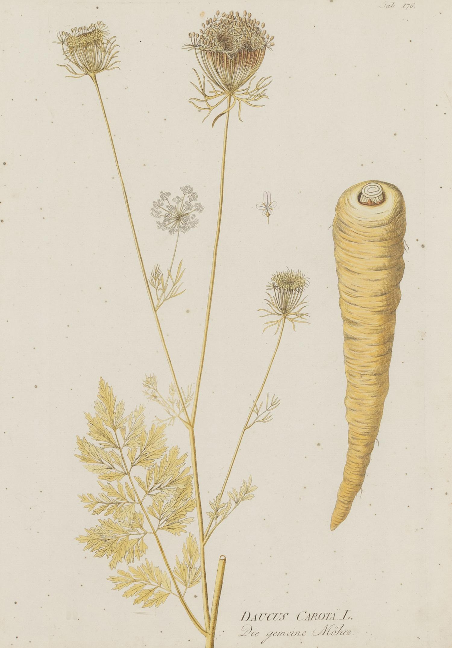 A Set of Four Botanical Prints in Gilt Frames