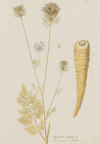 A Set of Four Botanical Prints in Gilt Frames