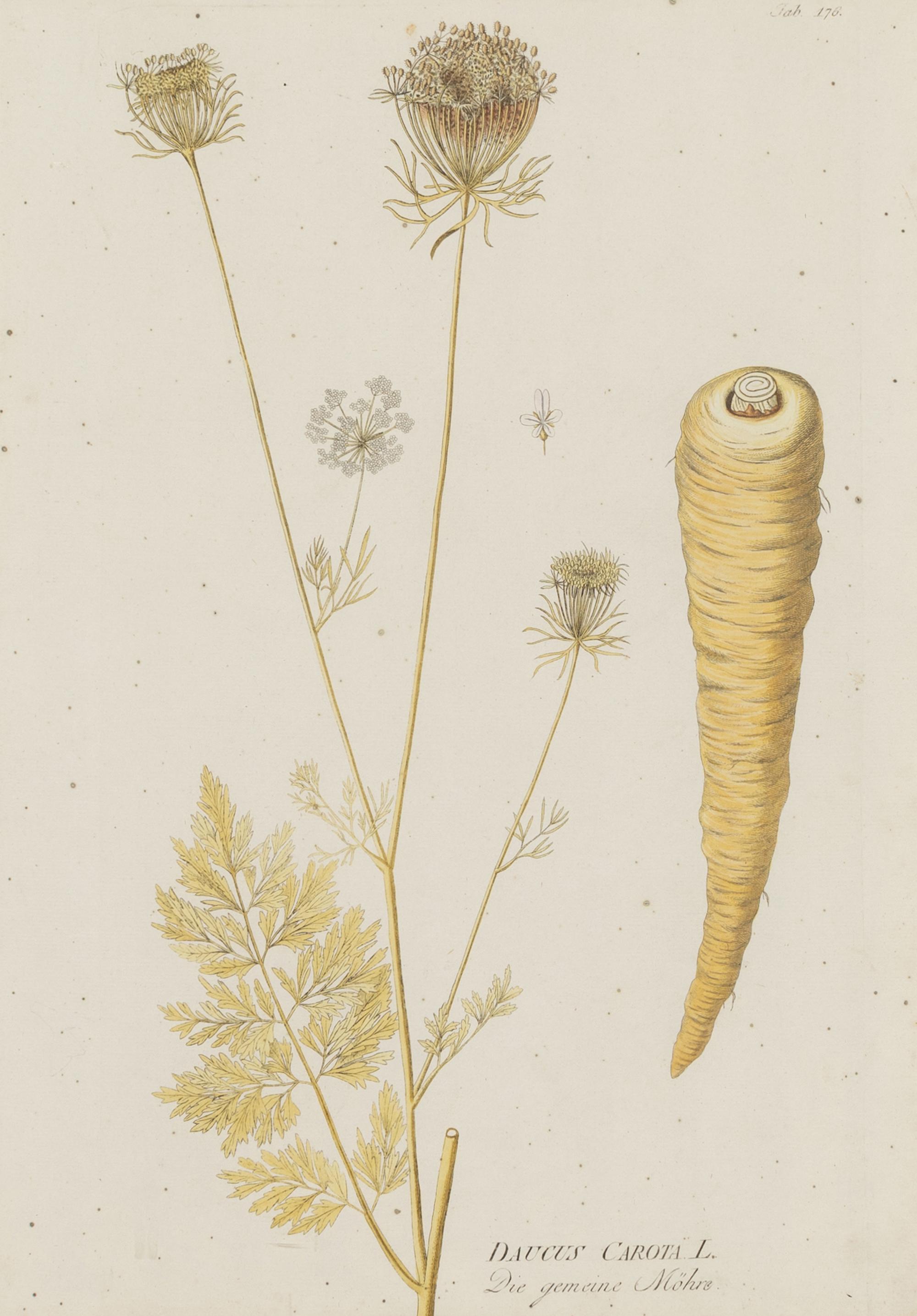 A Set of Four Botanical Prints in Gilt Frames