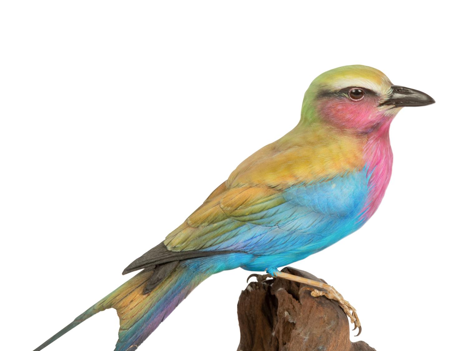 Feathered Rainbow , 2000