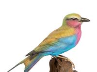 Feathered Rainbow , 2000