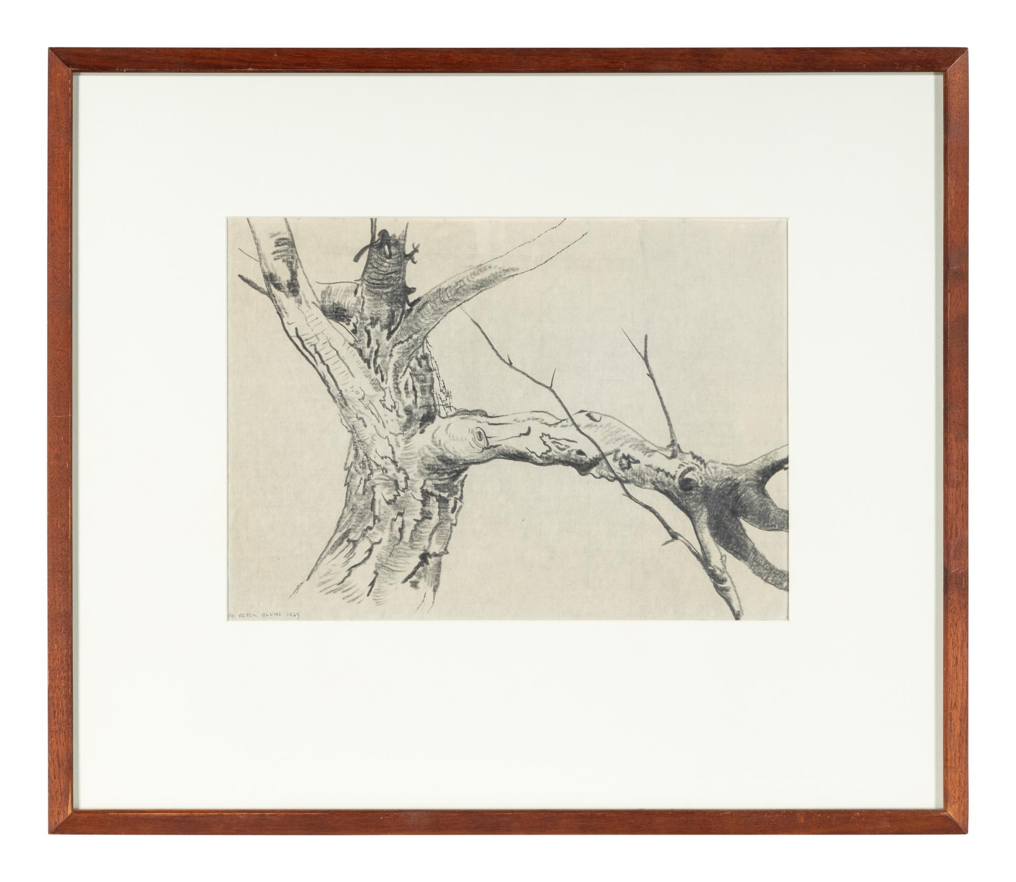 Study for Tree (For Winter #85) , 1963