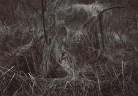 A Quality of Dancing, Millersdale, Derbyshire, England, 1983 and Ceremonial Veil, Nesscliffe, Shropshire, England, 1976 (two works)