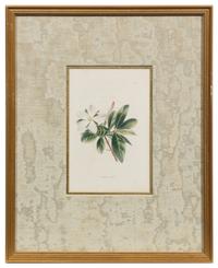 A Group of Six Hand Colored Floral Engravings Each 7 1/2 x 5 inches (visible).