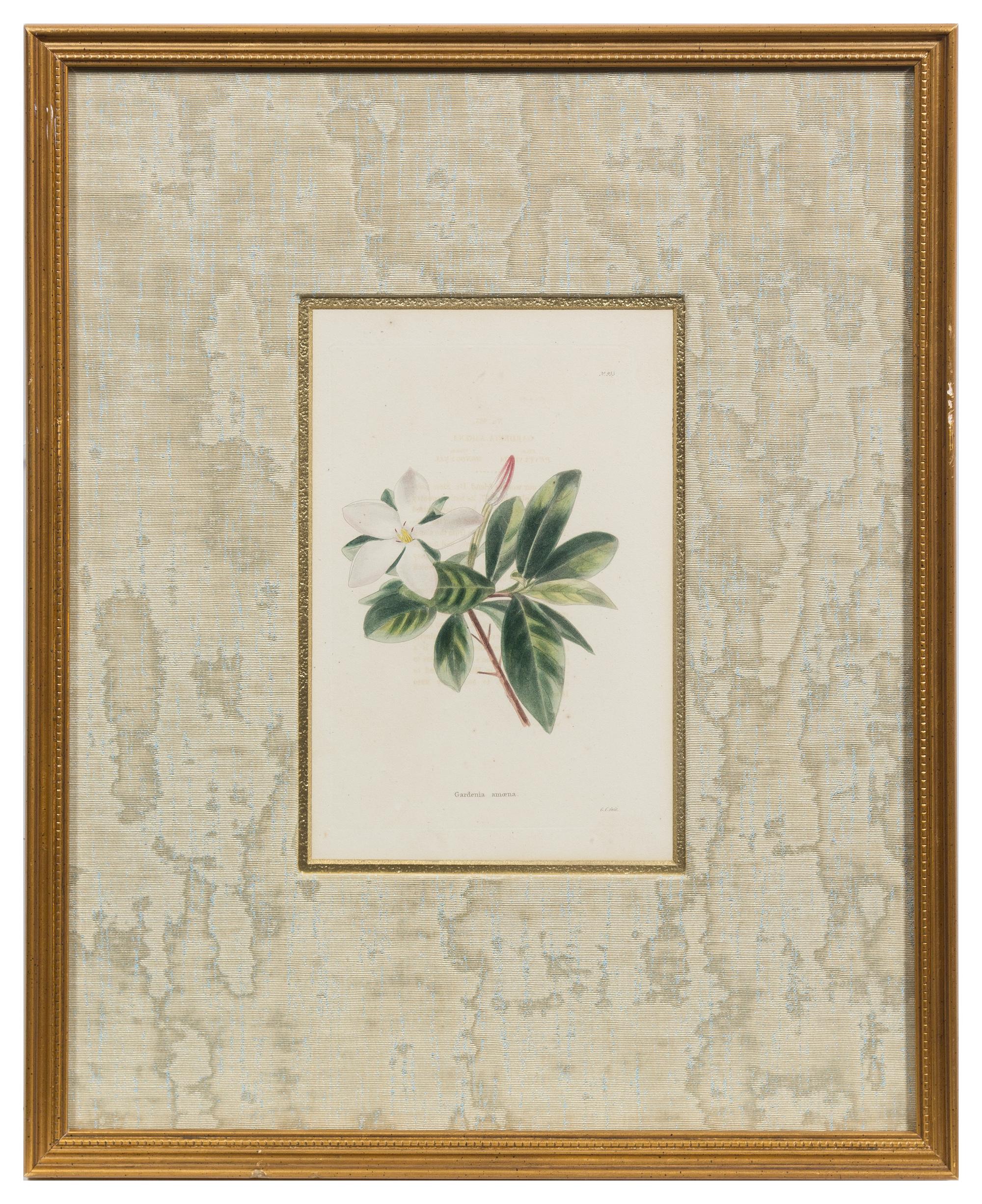A Group of Six Hand Colored Floral Engravings Each 7 1/2 x 5 inches (visible).