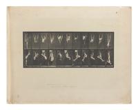 15 Plates from Animal Locomotion , 1887