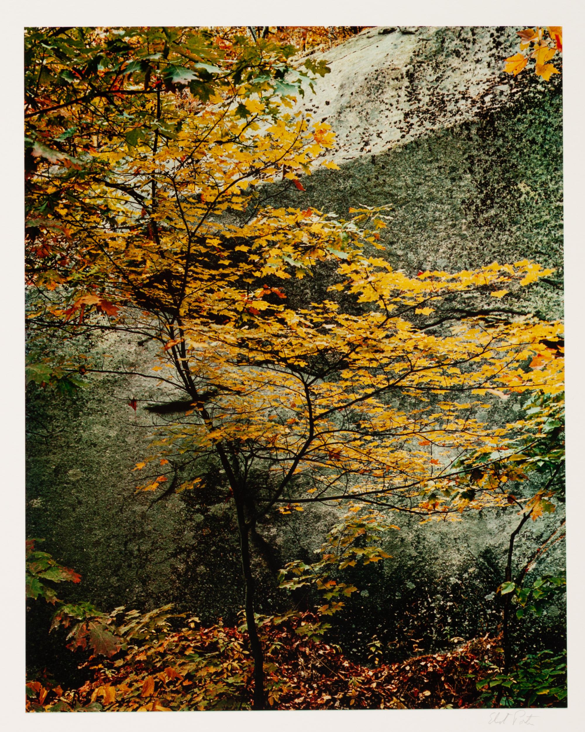 In Wildness (7 of 10 photographs)
