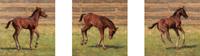 Footloose an Fancy Free, triptych