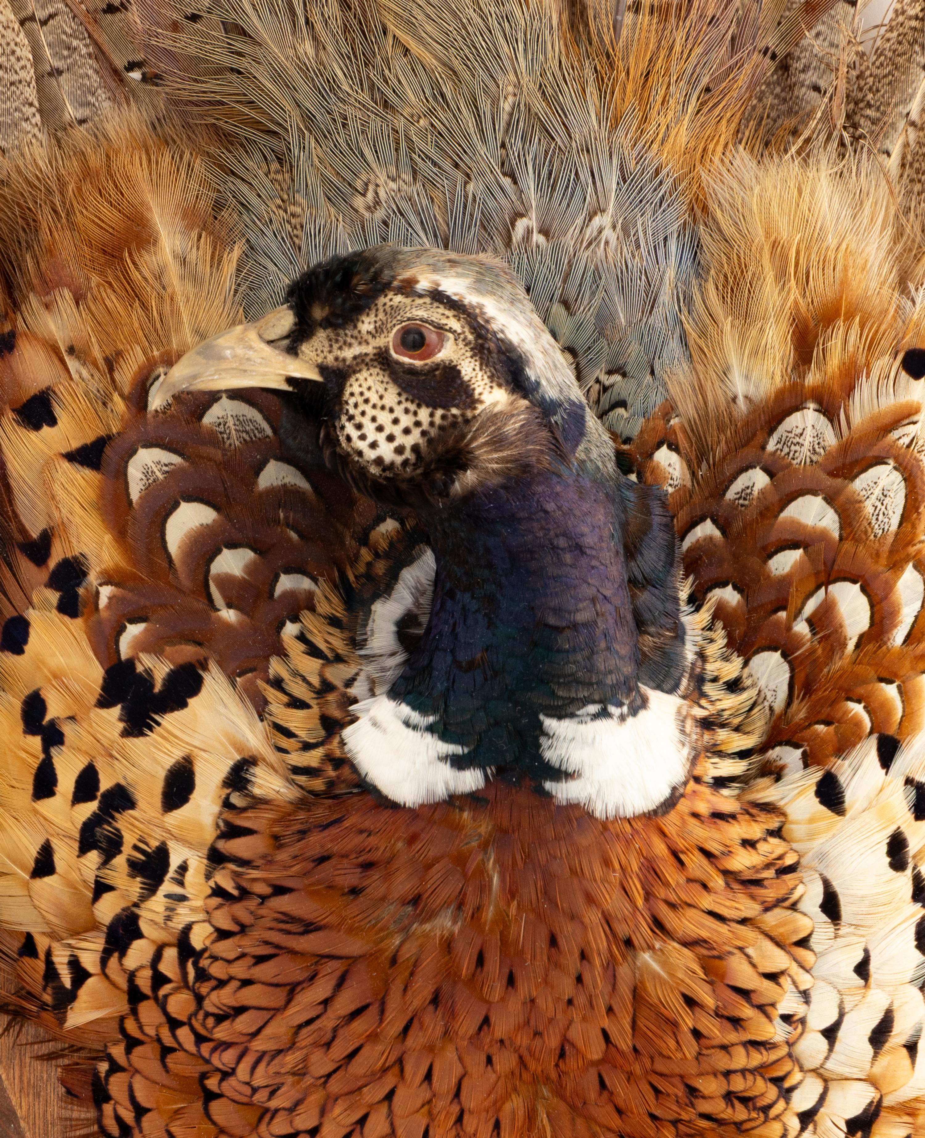 A Pair of Taxidermy Pheasant Wall Plaques