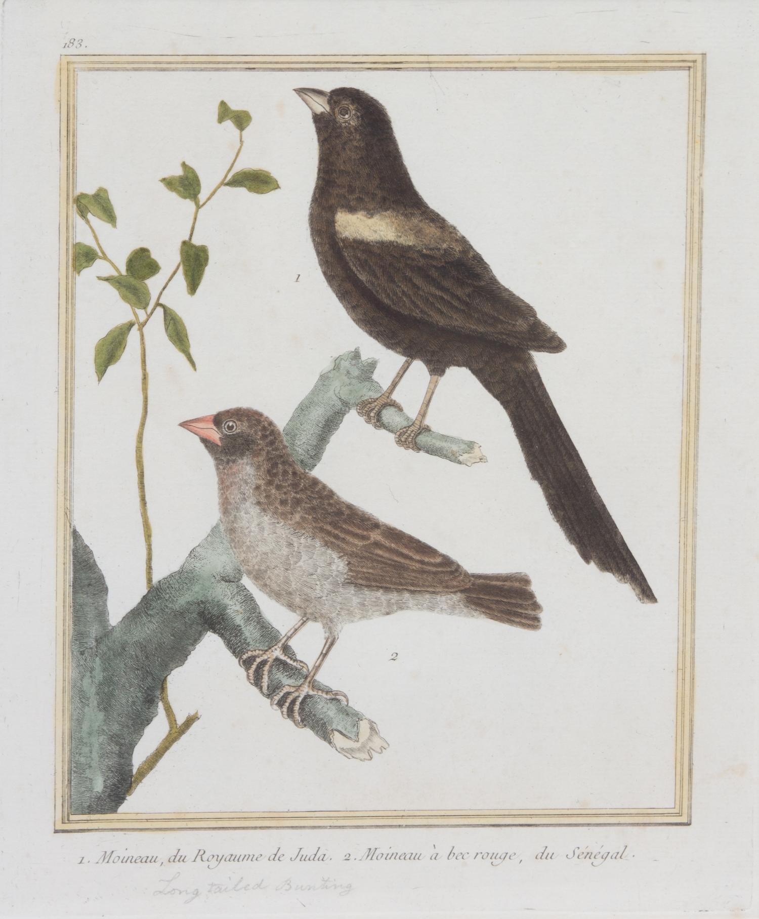 A Group of Six Hand-Colored Ornithological Engravings Height of each plate 9 1/2 x width 7 1/4 inches. — 20TH CENTURY
